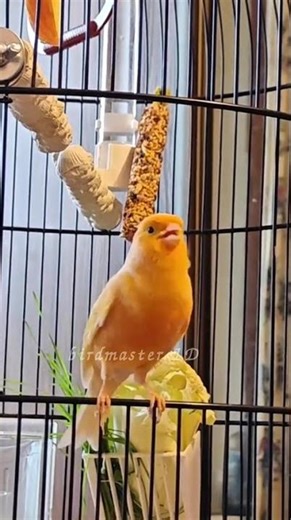 canary singing training video #CanarySong #birdsong #canarylover #birdtraining