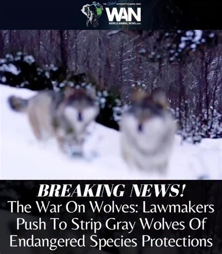 In a deeply troubling move, Rep. Jack Bergman and two dozen other members of Congress are urging U.S. Fish and Wildlife Service (FWS) Director Brian Nesvik to once again remove the gray wolf from the Endangered Species Act. 💔🐺 Their letter, filled with misleading claims, pushes the dangerous narrative that wolves have “fully recovered” and that it’s time to turn their management back over to the states, the same states where thousands of wolves have already been brutally killed. The truth is, 