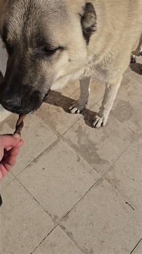My Kangal dog, Pasha, didn't like the treat.