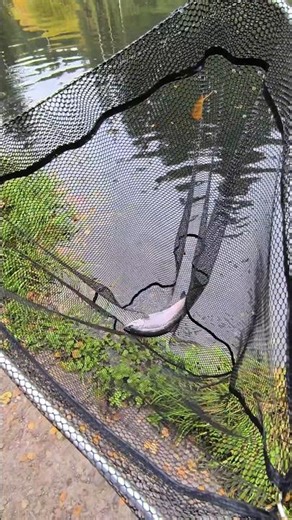 Forellenangeln! Angeln mit Libra Lures.