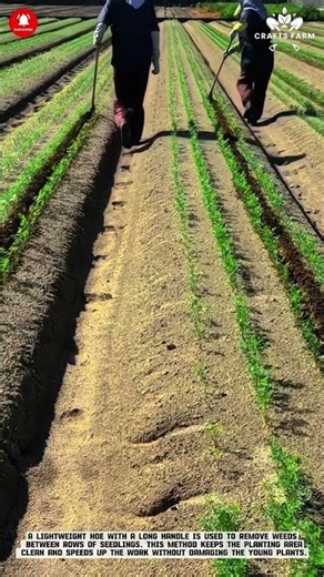 Bed Preparation Hand Hoe: Weeding Technique #smartfarming #gardeningtips