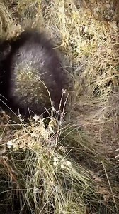 126K views · 980 reactions | porcupine animal 勞 #shorts #facts #viralreelsfb #Amazing #animals | Facts Hub | Facebook