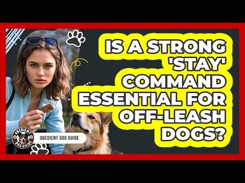 Is A Strong 'stay' Command Essential For Off-leash Dogs? - Obedient Dog Guide