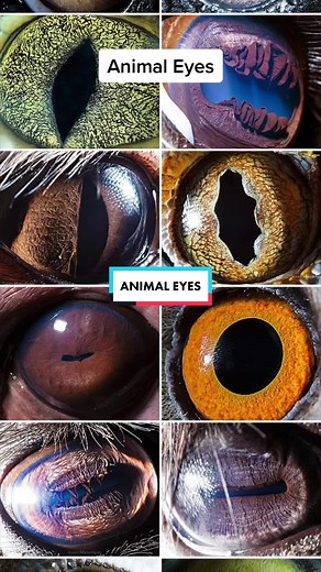 Different Animal Pupils: Exploring Eye Shapes in the Animal Kingdom