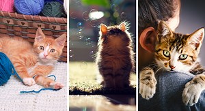 Chat : 9 de ses comportements décryptés