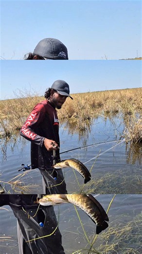 snake head fishing in fresh water lake #fishing #snakehead#fish#fishing vlog#trending fishing#