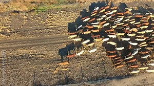 Aerial helicopter or drone view of Outback Cattle Mustering Featuring herd of cows, bulls and Heffer (heffa), complete with sheep dogs and cowboy farmers.