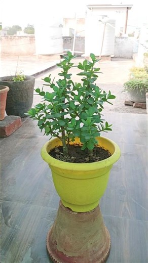 Jade Plant☘️ #shorts #ytshorts #jadeplant
