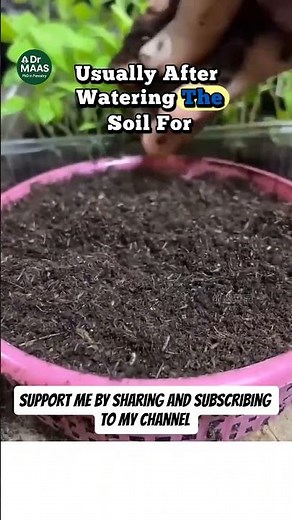 How to Grow Tomatoes in a Pot