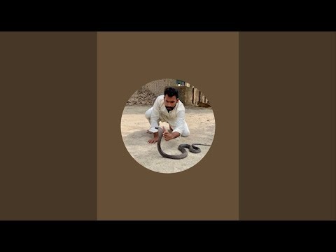 Cobra Snakes is live