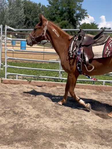 She’s gained so much weight and muscle #horse #mustang #equestrian #kaida #pony