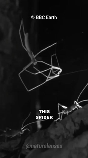 Net Casting Spider: Unique Hunting Technique Explained