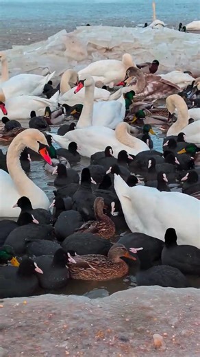 Łyski, łabędzie i kaczki