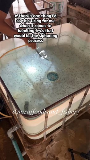 24K views · 252 reactions | When it comes to handling fry’s you don’t drain their water, you siphon with a hose pipe to remove metabolic dirt and run flow through to change water. #catfish #reelsviralシ #farmvisit #catfishing #urbanfarming #agriculture #livestockfarming #agribusiness #farming #clarias | Mirajfoodsand_fishery | Facebook