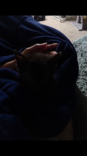 Esta inquilina no creo que se vaya.🥰🥰🥰#catlover #cat #cats #catsoftiktok #