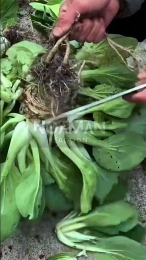 Trimming Fresh Bok Choy Roots 🥬