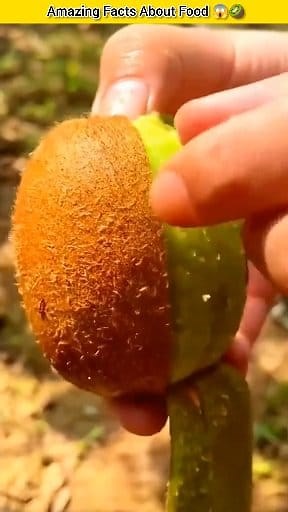Top 5 interesting Facts About Food 🥑😄#Reel #FoodFacts | Health & Food facts