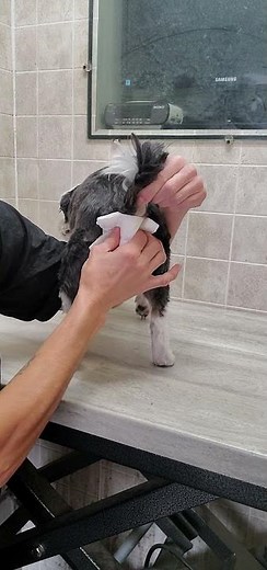 How to express a dogs glands, when and how to do it, dog grooming from home, no restraints