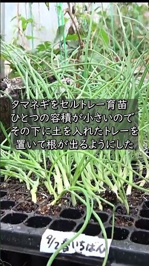 【家庭菜園】極早生タマネギ セル苗で植え付けらくらく おまかせ菜園フクダ流