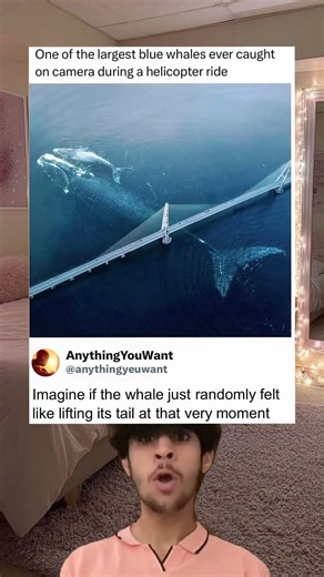 One of the largest blue whales ever caught on camera during a helicopter ride