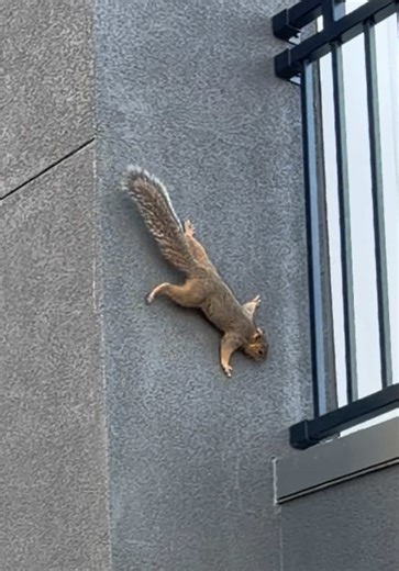 The animals are doing interesting things today 🤣❤️#squirrel #squirrels #squirrelsoftiktok