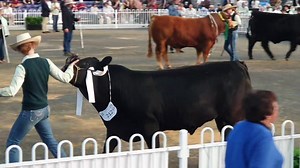 Melbourne Royal Limousin bull 18-20m. Class results judges comments | Limousin Australia
