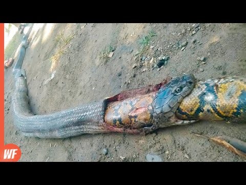 When a Python Swallows Other Snake