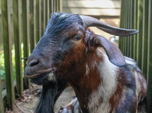 Can Goats Feel Their Horns? - Animal World Facts