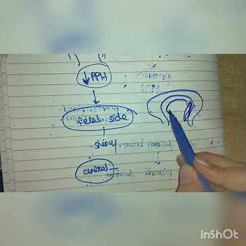 Two Methods Of Placental Separation