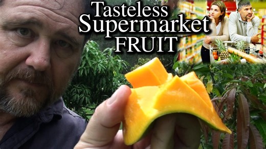 The secret to sweet, juicy mangoes: Why tree-ripened fruit tastes best!