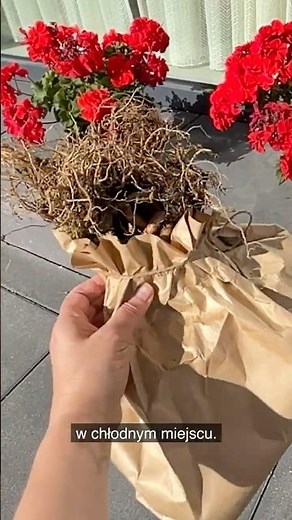 How to Store Geraniums in a Paper Bag Until Spring