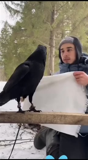 Crows of IG | Ravens as pets can be intriguing, yet they come with unique challenges. Known for their high intelligence, ravens require dedicated care... | Instagram