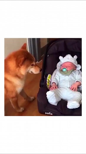 Only Babies on TikTok