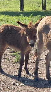 Look at our baby donkey he’s doing amazing!! if you like donkeys give us some hearts #donkeys #love #farmlife #eddyfamilyfarm￼ | Eddy Family Farm