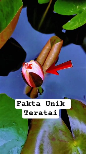 Rahasia Teratai Mekar Instan! Ternyata Ini Yang Terjadi #shortsvideo #faktaunik #edukasi