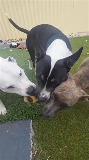 3.1K views · 65 reactions | Fly! 殺 Our tiny, Whippet-sized cutie is super social, fun, and clever – a real unicorn doggo! 濾 At just 5 months old, he’s acing his training and ready to find his forever home. What are you waiting for? Make a date to meet Fly and fall in love! https://www.savour-life.com.au/adopt-a-dog/search-now/view/88014 #SABBR #DogsOfPerth #PupsOfPerth #RescueFactor #AdoptDontShop #FosteringSavesLives | Staffy and Bully Breed Rescue Inc. | Facebook