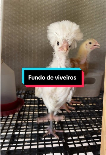 Nenhum criador de aves te conta esse segredo para fundos de viveiros dos pintinhos #pintinhos #pavão #criação #galinha #avesornamentais