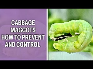 Cabbage Maggots- How to prevent and control it