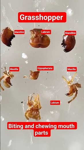 Dissection of grasshopper mouth parts #entomology #insect #grasshopper #biting #chewing #mandible