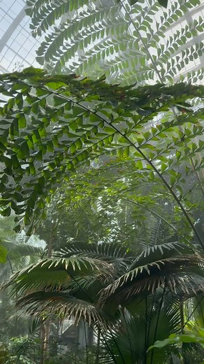 Good morning! We’ll be open regular hours today, 10 am - 5 pm. Come immerse yourself in the beauty and wonder of the plant world! Free, no tickets required. | U.S. Botanic Garden