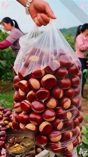 Explore the Health Benefits of Chestnuts