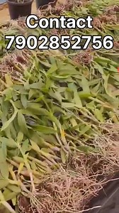 29K views · 206 reactions | Nursery seedlings available for wholesale purchase for sellers / Resellers | Pots and Petals | Facebook