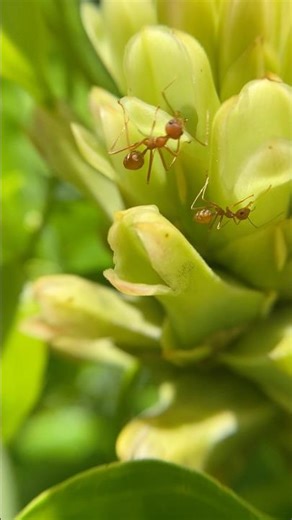 Life in a Red Ant Colony – National Geographic Style #RedAnts #AntLife #AntColony #NatureAnts