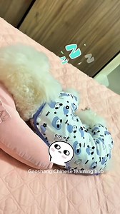 Learning Chinese with cutie 🥰 🐶&😾： 😴😴 #chineselanguagecourse #chineselanguage #foryou #fypage #petlovers #毛孩子 #fypageシ #pet #justforfun #cutebaby #cutebabyanimals #cats #catlovers #catlover #cat | Gao Shang Chinese Learning Hub