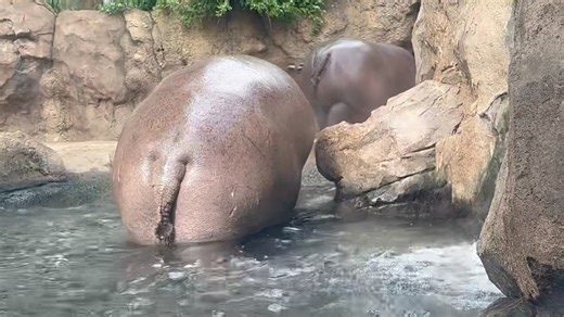 1.6M views · 10K reactions | Follow the leader. 鍊 | Cincinnati Zoo & Botanical Garden | Facebook