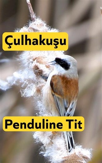 Çulhakuşu