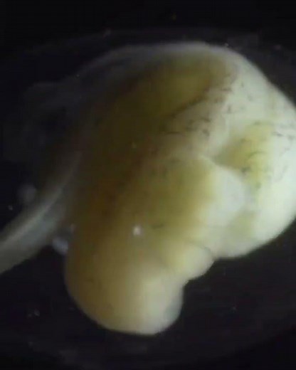 See a Salamander Grow From a Single Cell in this Incredible Time-lapse | NAT GEO EXCLUSIVE