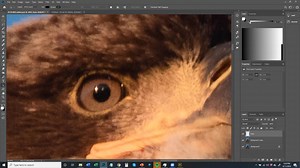 Easy PhotoShop Tips for Nature Photography