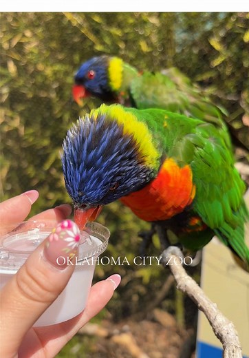 Experience Baby Elephant Arrival at OKC Zoo