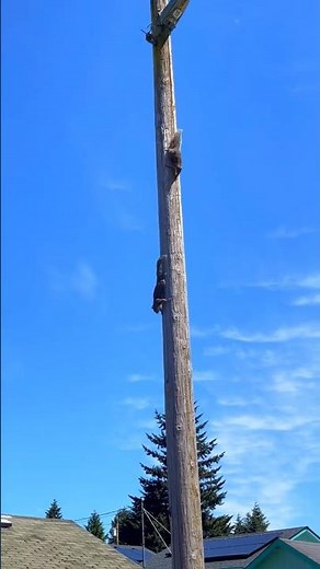 Nature Sounds - Squirrel Cry ✨️ #nature #naturesounds #squirrels